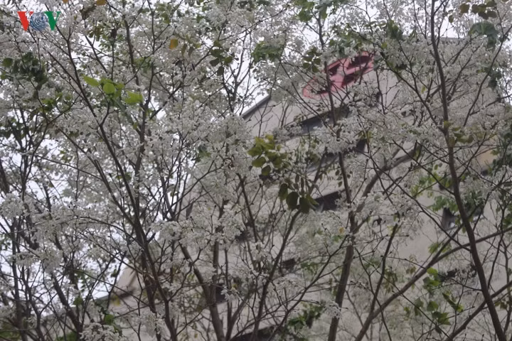 Tại thủ đô, hoa được trồng phổ biến trên các đường: Thanh Niên, Phan Đình Phùng, Hoàng Hoa Thám, Hoàng Diệu… Trong ảnh là những chùm hoa sưa trước cổng Viện Huyết học – Truyền máu Trung ương trên đường Phạm Văn Bạch (Cầu Giấy – Hà Nội).