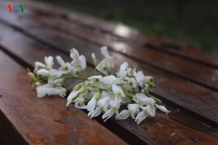 Sac trang hoa sua dep diu dang goc pho Ha Noi