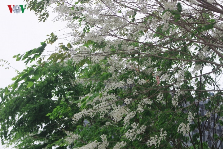 Không nồng nàn như hoa sữa, cũng chẳng ngát hương như hoàng lan, hoa sưa mang mùi hương dịu nhẹ, thoang thoảng đầy tinh tế làm mê đắm lòng người.