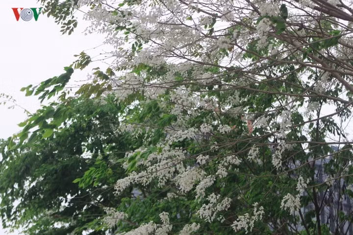 Không nồng nàn như hoa sữa, cũng chẳng ngát hương như hoàng lan, hoa sưa mang mùi hương dịu nhẹ, thoang thoảng đầy tinh tế làm mê đắm lòng người.