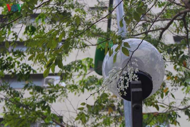 Hoa mọc từng chùm, khi nở có màu trắng tinh khiết mang một vẻ hoài niệm rất riêng.