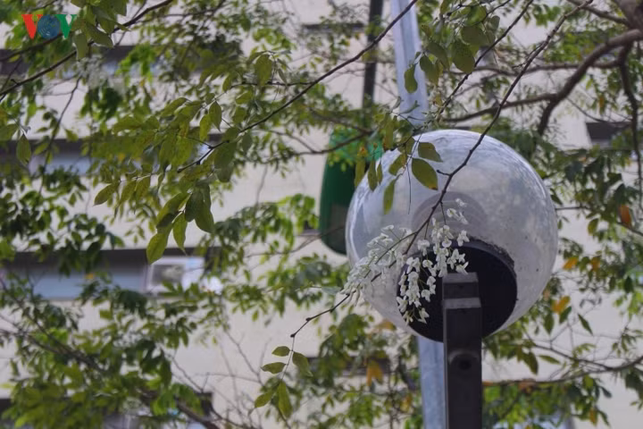 Hoa mọc từng chùm, khi nở có màu trắng tinh khiết mang một vẻ hoài niệm rất riêng.