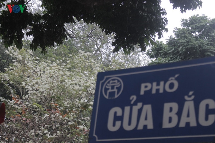 Những ngày này phố Cửa Bắc (Ba Đình – Hà Nội) chỉ có sắc trắng của hoa sưa đẹp dịu dàng đủ làm mê mẩn người qua phố.