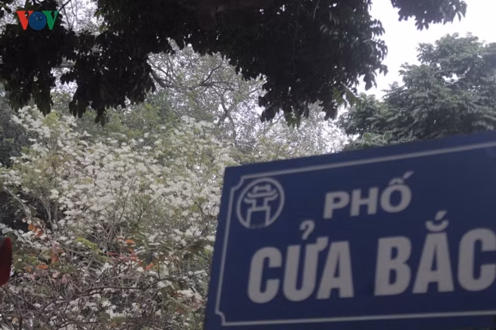 Những ngày này phố Cửa Bắc (Ba Đình – Hà Nội) chỉ có sắc trắng của hoa sưa đẹp dịu dàng đủ làm mê mẩn người qua phố.