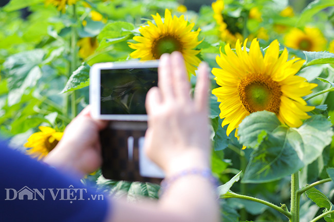 Thieu nu Ha thanh hao huc chup hoa huong duong o thanh Thang Long-Hinh-7