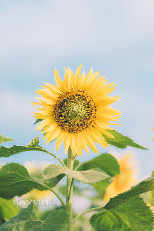 Thieu nu Ha thanh hao huc chup hoa huong duong o thanh Thang Long-Hinh-12