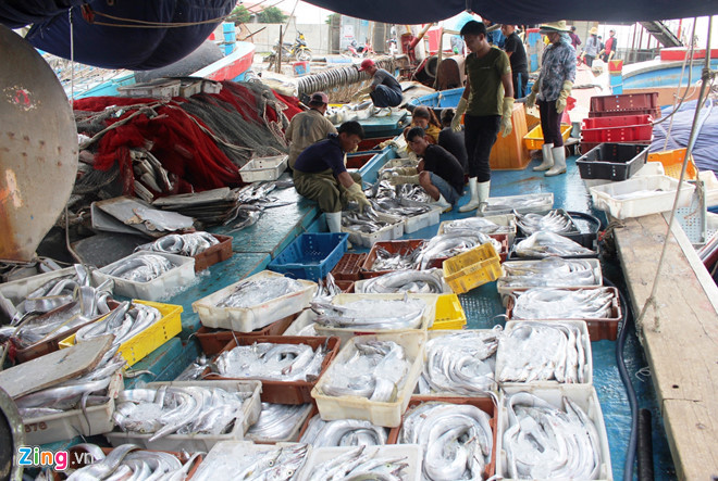 Vươn khơi "xông biển" đánh bắt hải sản từ ngày 4 Tết, một số tàu cá của ngư dân huyện Quỳnh Lưu (Nghệ An) trở về cập cảng Lạch Quèn với hàng chục tấn cá hố. Đây là một thắng lợi lớn trong chuyến ra khơi ngày đầu năm mới của bà con vùng biển này.