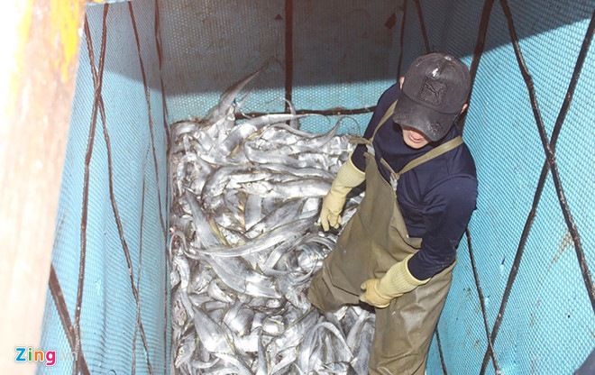 Cạnh tàu trúng mẻ cá hố gần 1,7 tỷ đồng là một số tàu cá hành nghề lưới vây của ngư dân xã Quỳnh Long cũng cập bến, thu về trên dưới 1 tỷ đồng từ chuyến biển đầu năm.