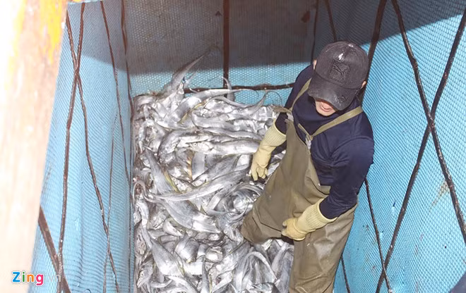 Cạnh tàu trúng mẻ cá hố gần 1,7 tỷ đồng là một số tàu cá hành nghề lưới vây của ngư dân xã Quỳnh Long cũng cập bến, thu về trên dưới 1 tỷ đồng từ chuyến biển đầu năm.