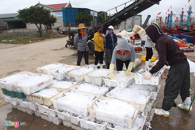 Ngay sau khi cập cảng Lạch Quèn, ngư dân của các tàu và những nhân công được thuê nhanh chóng bốc cá hố chuyển hàng từ tàu cá lên xe đông lạnh của các thương lái.