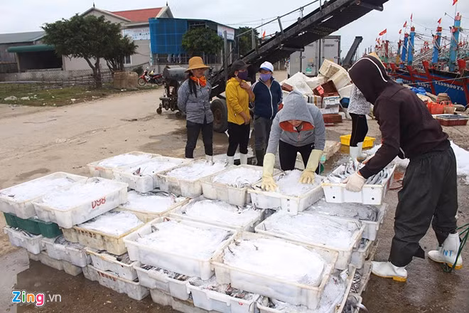 Ngay sau khi cập cảng Lạch Quèn, ngư dân của các tàu và những nhân công được thuê nhanh chóng bốc cá hố chuyển hàng từ tàu cá lên xe đông lạnh của các thương lái.