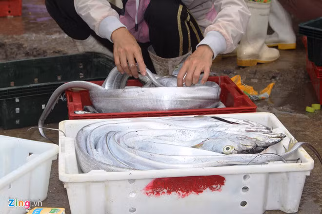 Một thương lái tại cảng cá Lạch Quèn cho biết mẻ cá hố này được mua với giá 90 nghìn đồng/kg vì con to, đều, khách hàng đều rất thích.