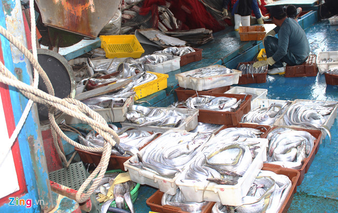 Cũng trong chuyến mở biển đầu năm, tàu cá NA 98683 TS của ngư dân Trần Xuân Năm ở thôn Cộng Hòa, xã Quỳnh Long cũng đánh được hơn 10 tấn cá hố trị giá gần 1 tỷ đồng. “Lâu lắm rồi, tàu của chúng tôi mới trúng được mẻ cá hố lớn, các thuyền viên ai cũng vui sướng khi chuyến vươn khơi đầu năm được mùa, hy vọng cả năm sẽ may mắn", ông Năm vui vẻ nói.