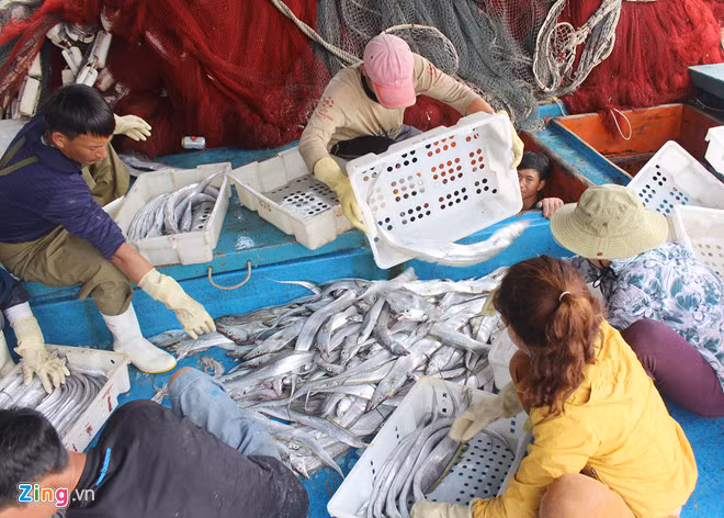 Thuyền viên Đào Văn Hưng (trú xã Quỳnh Long) cho biết mẻ cá hố đánh bắt ở ngư trường tỉnh Hà Tĩnh. Các thuyền viên trên tàu đều phấn khởi vì đầu năm đã được lộc biển giá trị lớn. Sau chuyến đi này, các ngư dân sẽ nghỉ qua rằm tháng Giêng (ngày 15 âm lịch) lại tiếp tục chuẩn bị ngư cụ để ra khơi.