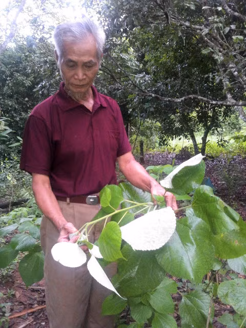 Kỳ bí loại cây tự lật ngược lá khi có trời mưa bão Ky bi loai cay tu lat nguoc la khi co troi mua bao