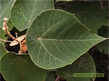 Kỳ bí loại cây tự lật ngược lá khi có trời mưa bão - Hình 5 Ky bi loai cay tu lat nguoc la khi co troi mua bao-Hinh-5