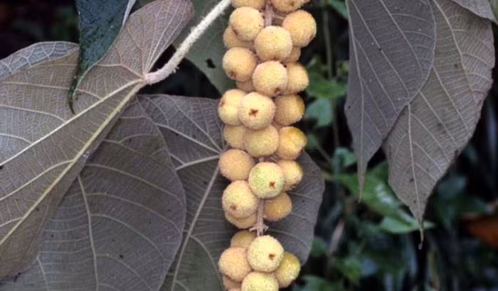 Kỳ bí loại cây tự lật ngược lá khi có trời mưa bão - Hình 2 Ky bi loai cay tu lat nguoc la khi co troi mua bao-Hinh-2