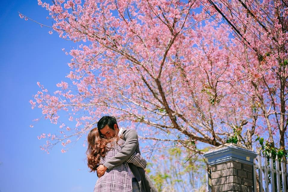 Quanh khu vực hồ Xuân Hương, hồ Than Thở, bảo tàng sinh học Tây Nguyên hay trên những con đường như Trần Hưng Đạo, Nguyễn Trãi, Hùng Vương, Phó Đức Chính,... mai anh đào bung nở rộ, những chùm hoa bung cánh chi chít. (Ảnh: Thành Luan)