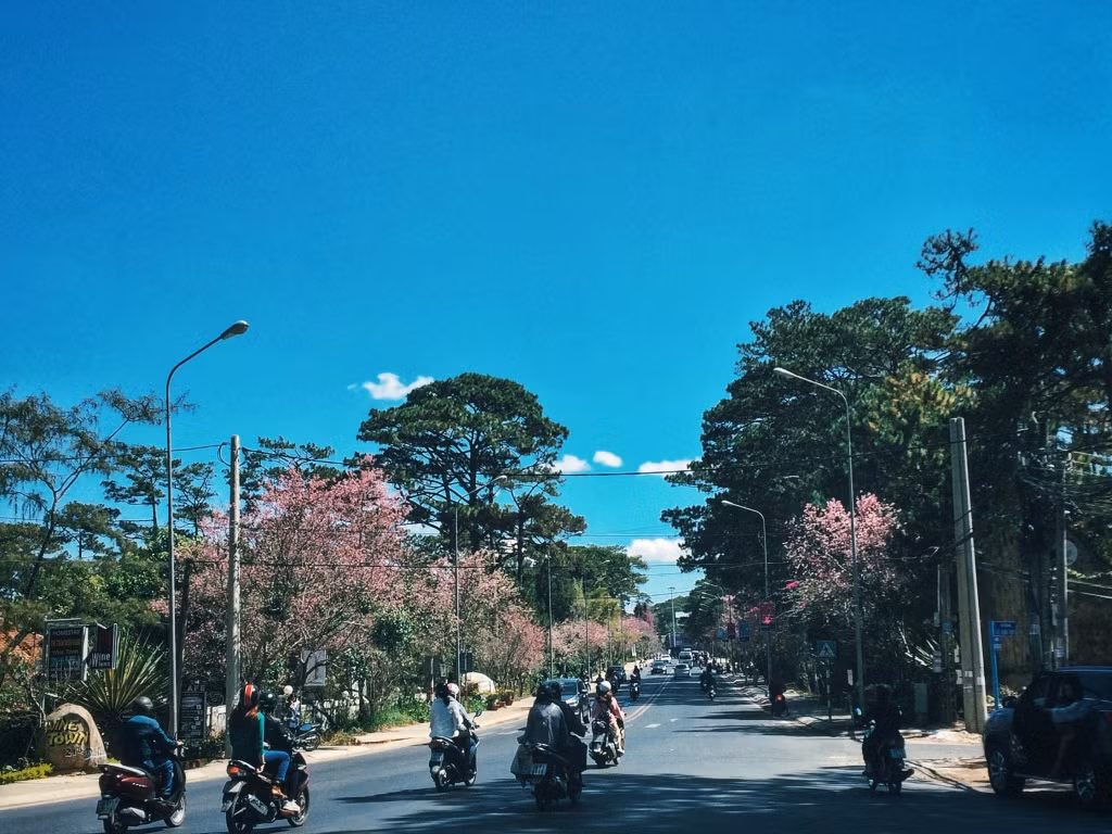 Sắc hồng quyến rũ tại thành phố ngàn hoa này đã thổn thức biết bao tâm hồn sống ảo. Nhiều bạn trẻ từ khắp nơi cũng tranh thủ đến Đà Lạt mùa này chỉ mong chiêm ngưỡng vẻ đẹp thơ mộng của mùa hoa năm nay.