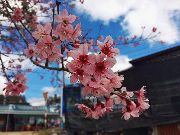 Mai anh đào không có thời gian ra hoa cố định mà phụ thuộc nhiều vào thời tiết. Năm nay nhiều người dân Đà Lạt dự đoán mai anh đào sẽ nở đến cuối tháng 2 nên nếu ai muốn có những bộ ảnh thật đẹp, thong thả dạo chơi ngắm mai anh đào thì phải lên đường ngay kẻo lỡ. (Ảnh: Bảo Bình)