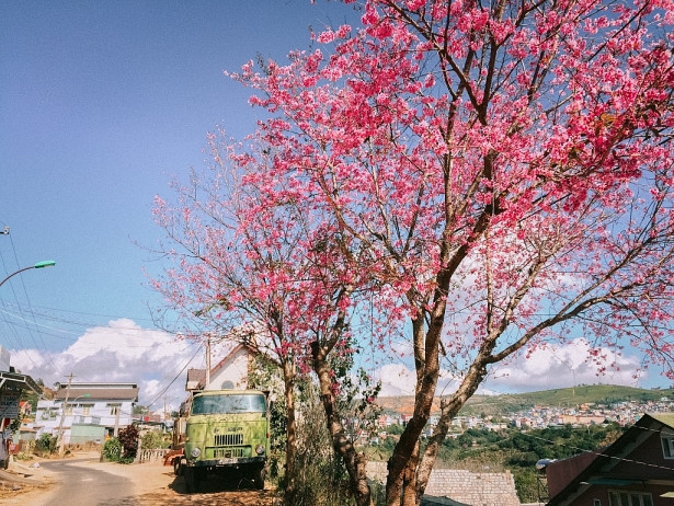 Nếu muốn tìm những nơi ít người biết, đừng ngại đi xa một chút ra vùng ngoại ô, bạn sẽ bắt gặp sắc hồng xen lẫn giữa rừng núi rất đẹp mắt. Dọc đường chạy xuống Trại Mát hoặc khu Đa Nhim, Lạc Dương vẫn còn rất nhiều cây mai anh đào mọc tự nhiên bên triền núi. (Ảnh: Bảo Bình) 