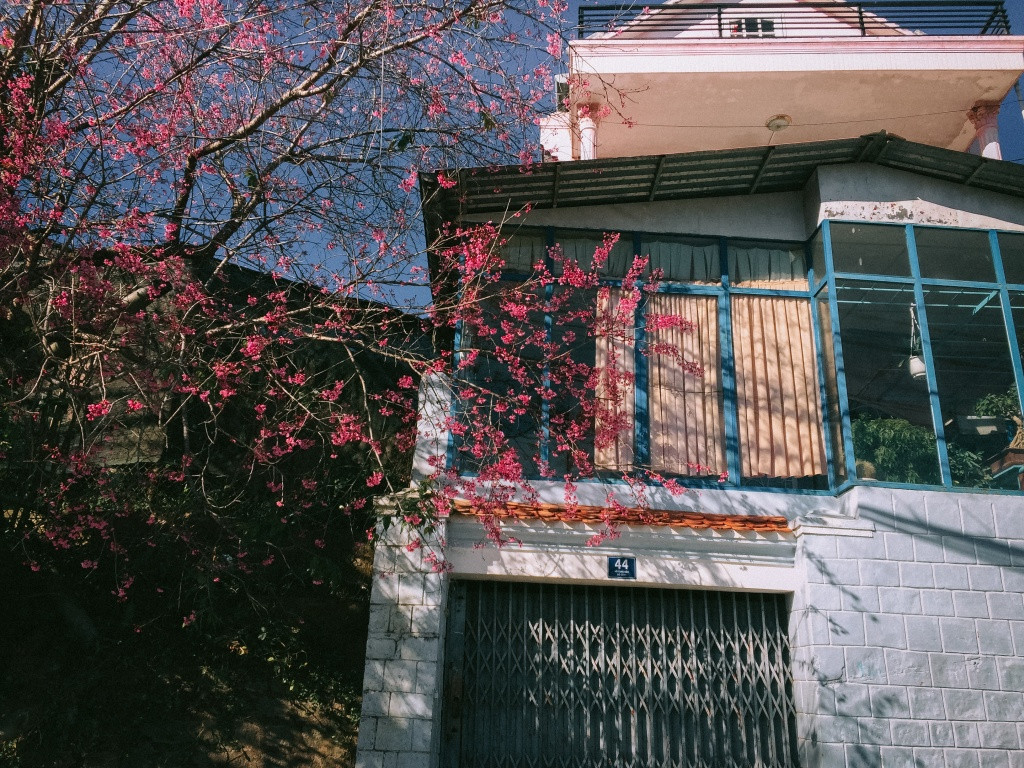 Hoa phủ kín nhiều góc phố ở Đà Lạt. (Ảnh: Bảo Bình)