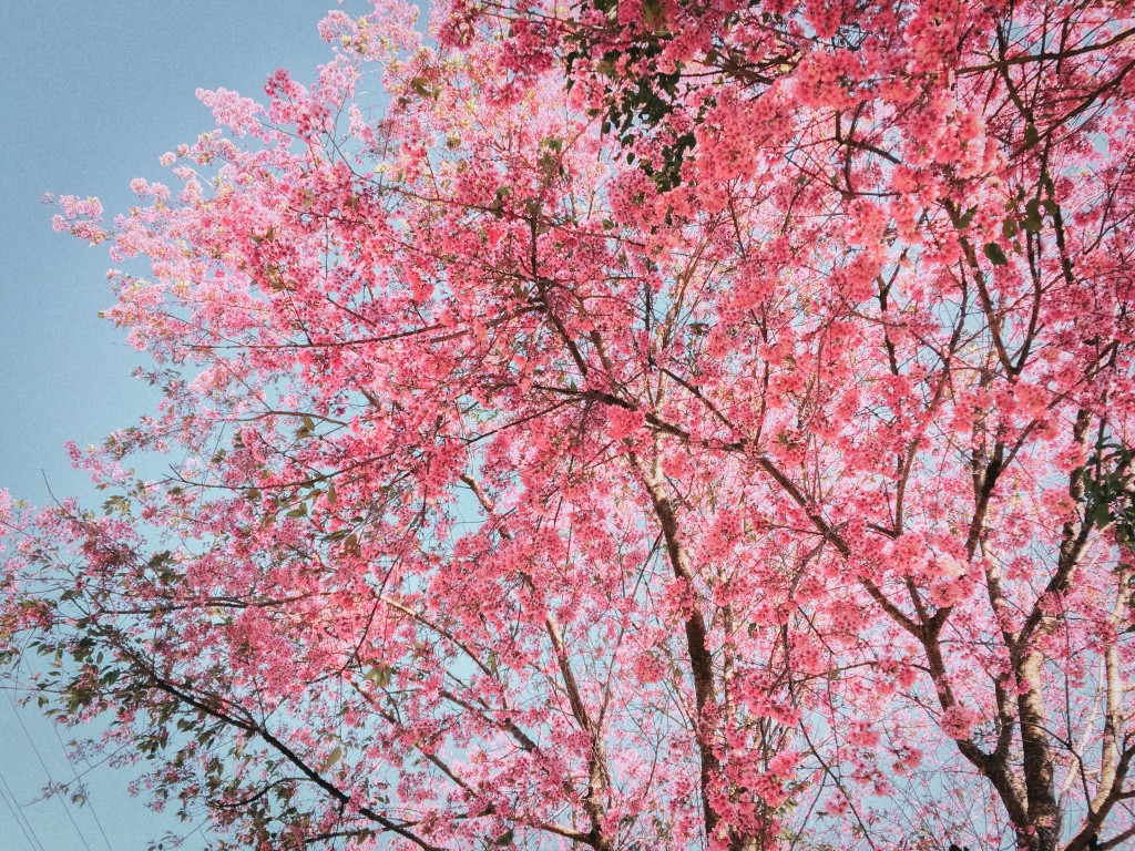 Den Da Lat nhung ngay nay, mai anh dao da nhuom hong ca thanh pho