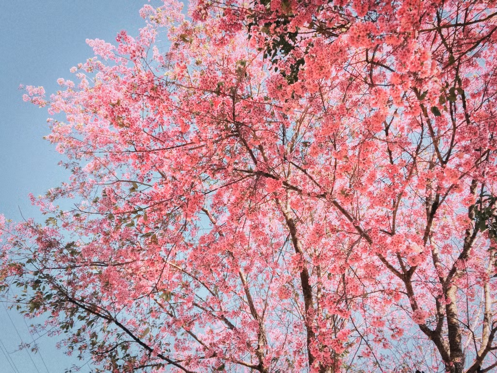 Den Da Lat nhung ngay nay, mai anh dao da nhuom hong ca thanh pho