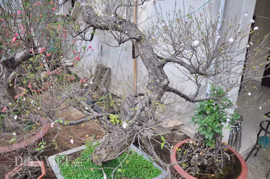 Cây chi mai độc đáo này có thân rất cổ thụ, với nhiều tán tỏa ra sum suê…