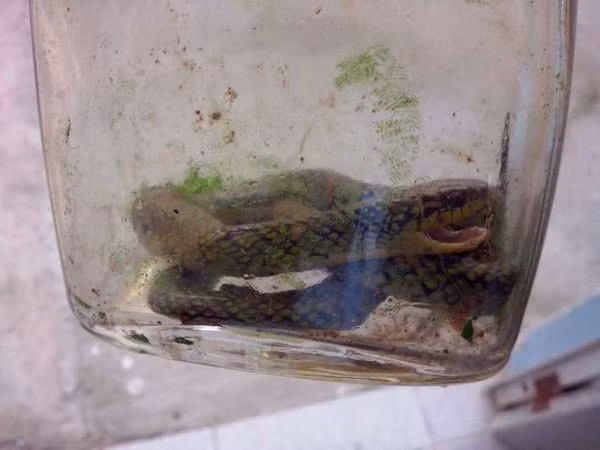 Hai hung be trai 17 thang can chet ran doc Viper-Hinh-2