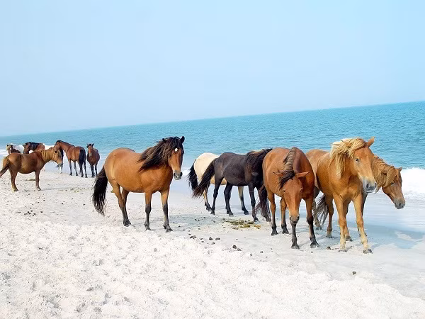 Mỗi năm, người dân thị trấn Chincoteaugue tổ chức lễ hội Pony Penning, bằng cách thả những con ngựa bơi qua vùng nước nông giữa hai đảo. Con ngựa chiến thắng sẽ được đấu giá đưa về Chincoteaugue, trong khi những con còn lại phải tự bơi trở lại Assateague.