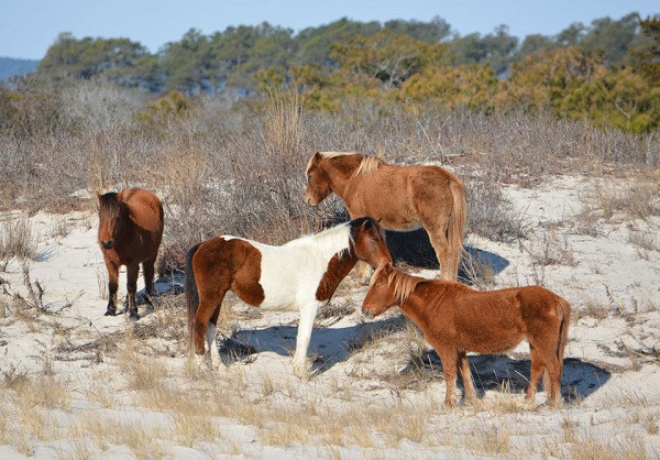 Những kẻ chiếm giữ đảo Assateague. Kỳ lạ hòn đảo có số mèo nhiều gấp 6 lần số dân | VTC14