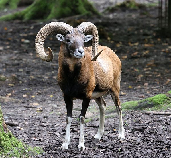 Sừng của loài này lớn và cong xuống, mỗi chiếc sừng có thể dài đến 62 cm. Những con cừu đực sử dụng chiếc sừng lớn của chúng để chiến đấu với những con đực khác để thu hút con cái.