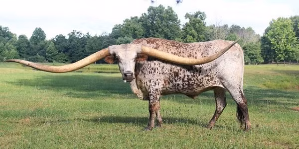 Kỷ lục sừng dài nhất thế giới được ghi nhận vào tháng 10/2014 thuộc về chú bò Lazy J’s Bluegrass với cặp sừng dài 297,8 cm. Thông thường, những con đực có cặp sừng dài khoảng 0,91 đến 2,03 m.