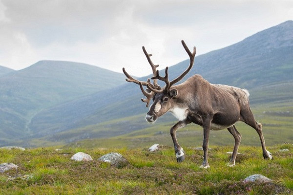 Loài này phân bố chủ yêu ở vùng Bắc Cực, miền núi phía nam Châu Âu và Bắc Mỹ. Chúng có trọng lượng cơ thể từ 120- 300kg.