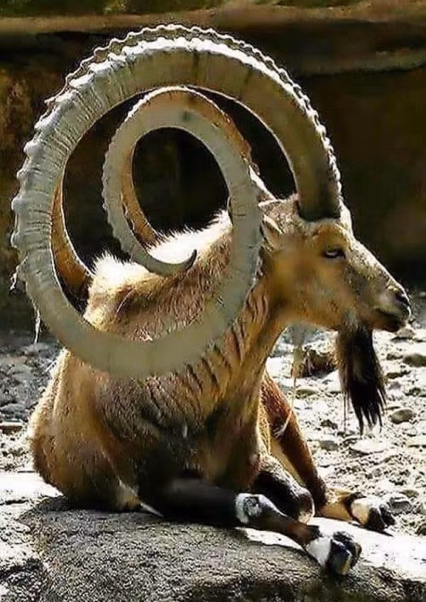 Loài này có kích thước khá nhỏ, cao từ 65 – 75 cm và chỉ nặng từ 25 – 70 kg, tuy nhiên, cặp sừng của chúng lại rất dài và dũng mãnh.