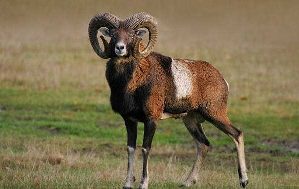Cừu Mouflon là thành viên trong gia đình cừu hoang, chúng được tìm thấy trên khắp Iran và Iraq, cũng là một trong những loài vật có cặp sừng ''khủng'' nhất quả đất.