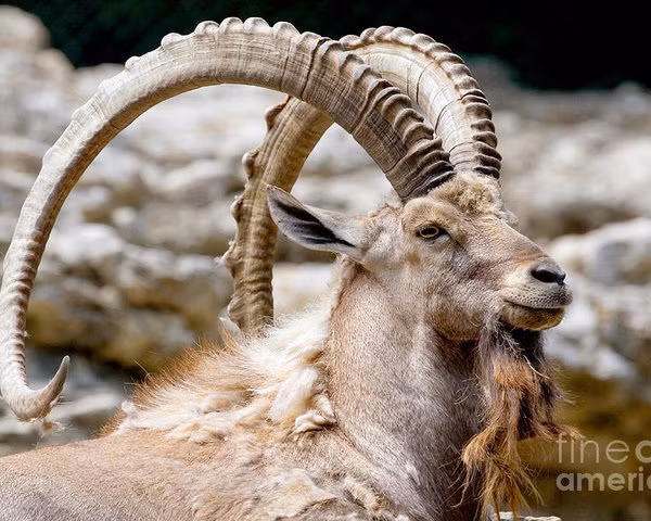 Sơn dương Nubia được tìm thấy vào năm 1825, phân bố chủ yếu ở Algeria, Israel, Jordan, Saudi Arabia