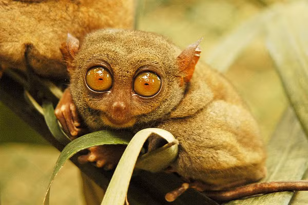 Khỉ lùn Tarsier được mệnh danh là một trong những loài khỉ nhỏ bé nhất trên thế giới, từng bị cho là đã tuyệt chủng vào năm 1921. Tuy nhiên, vào năm 2007, loài khỉ này lại xuất hiện và trở thành hiện tượng gây xôn xao suốt một thời gian dài.