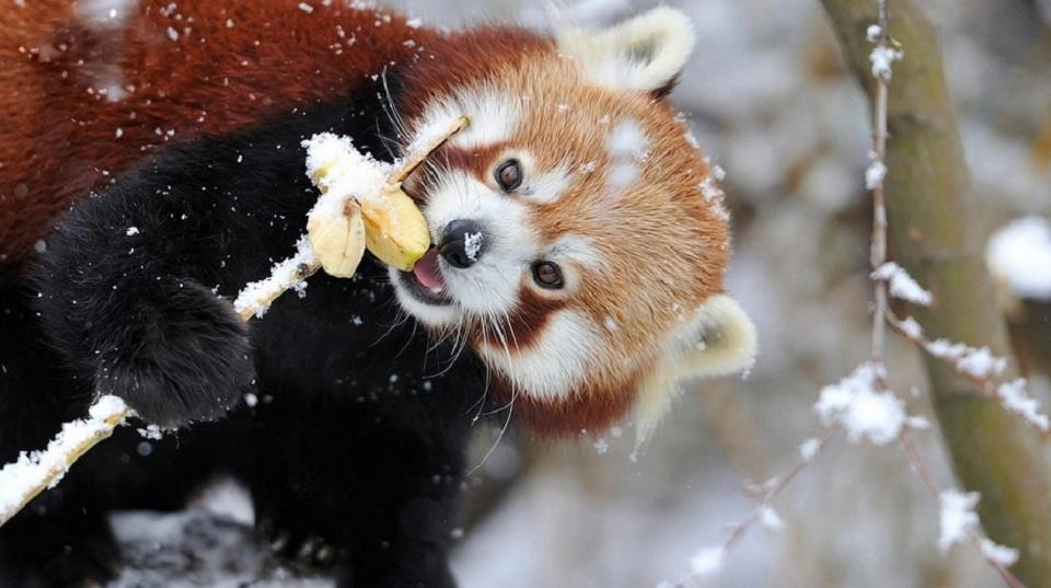 Là một trong những loài vật đáng yêu nhất hành tinh nhưng hiện nay, số lượng của gấu trúc đỏ đang có xu hướng giảm dần do môi trường sống bị phá hủy.