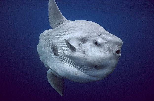 Tuy nhiên hiện tại cá mặt trăng là sinh vật cực ''hiếm có khó tìm'', được xếp vào hạng bị đe dọa trong Sách Đỏ bởi nạn săn bắt bừa bãi và ô nhiễm rác nhựa trong lòng đại dương.