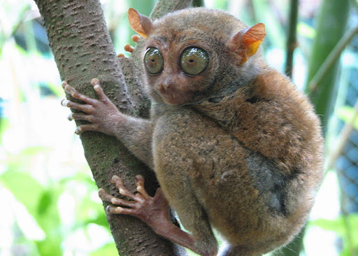 Hiện loài vật này cực hiếm gặp trên thế giới do môi trường sống của chúng đang bị thu hẹp và nhiều loài mèo hoang dã coi chúng như con mồi để săn bắt. Mặt khác, chúng thường xuyên bị người dân địa phương bắt đem bán.