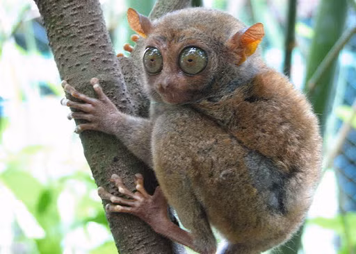 Hiện loài vật này cực hiếm gặp trên thế giới do môi trường sống của chúng đang bị thu hẹp và nhiều loài mèo hoang dã coi chúng như con mồi để săn bắt. Mặt khác, chúng thường xuyên bị người dân địa phương bắt đem bán.