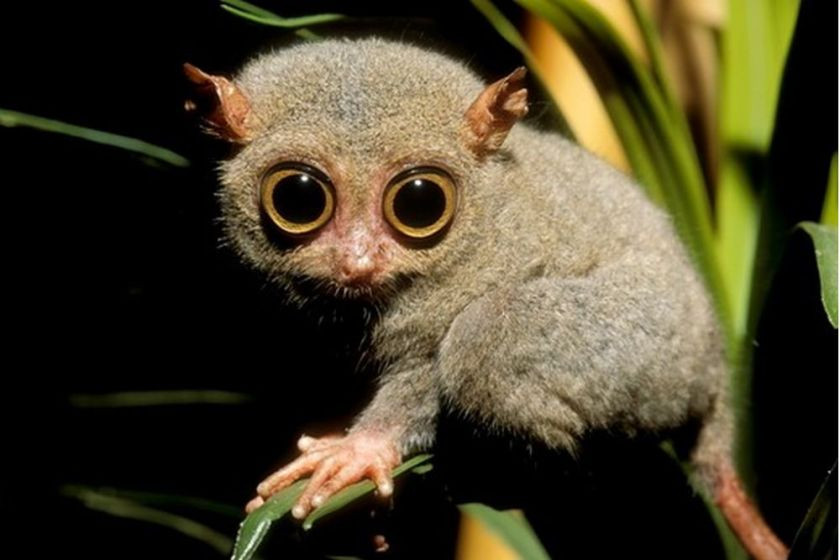 Khỉ lùn Tarsier có đôi mắt và đôi tai lớn, hỗ trợ đắc lực cho chúng trong việc nghe ngóng động tĩnh của con mồi như côn trùng, rắn hay thằn lằn. Những vuốt cong kỳ dị giúp chúng bám chặt vào thân cây phủ đầy rêu.