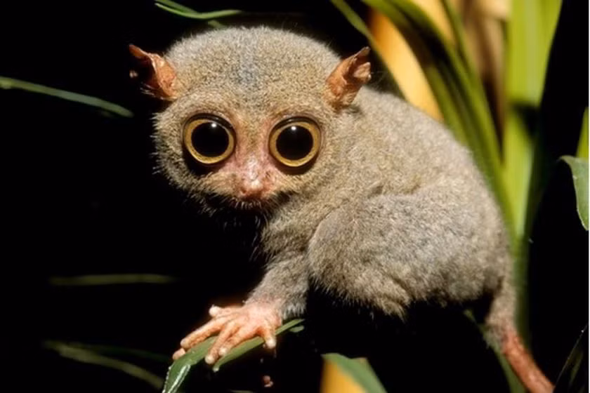Khỉ lùn Tarsier có đôi mắt và đôi tai lớn, hỗ trợ đắc lực cho chúng trong việc nghe ngóng động tĩnh của con mồi như côn trùng, rắn hay thằn lằn. Những vuốt cong kỳ dị giúp chúng bám chặt vào thân cây phủ đầy rêu.