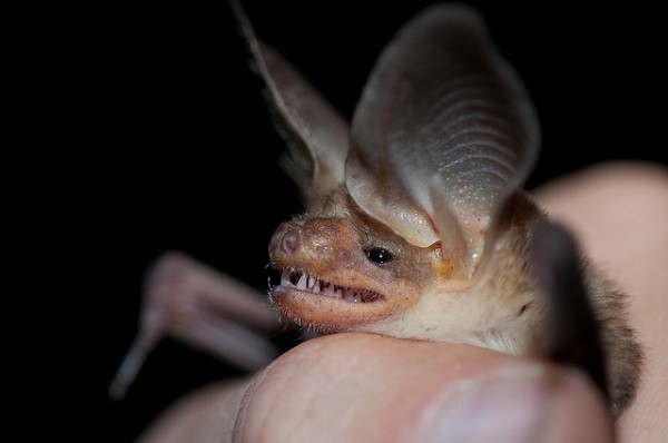 Với đôi tai khổng lồ, Dơi Tai To (Big Eared Bat) thính hơn những loài tai nhỏ và còn có thể sử dụng sóng âm để tìm mồi. Ngoại hình lạ lùng là vậy nhưng loài dơi này lại rất phổ biến, sống ở nhiều vùng trên thế giới.