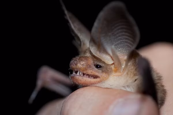 Với đôi tai khổng lồ, Dơi Tai To (Big Eared Bat) thính hơn những loài tai nhỏ và còn có thể sử dụng sóng âm để tìm mồi. Ngoại hình lạ lùng là vậy nhưng loài dơi này lại rất phổ biến, sống ở nhiều vùng trên thế giới.