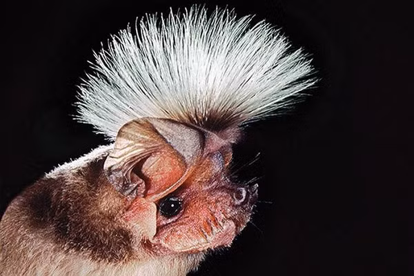 Sở hữu "bộ tóc'' như mào gà và mùi hương lạ lùng thu hút bạn tình, ấy vậy mà dơi Chapin’s lại bị xếp vào danh sách loài dơi xấu đến mức đồng loại không dám nhận mặt. Chúng thường sống trong những cánh rừng nhiệt đới tại Trung Phi và thức ăn yêu thích là côn trùng.