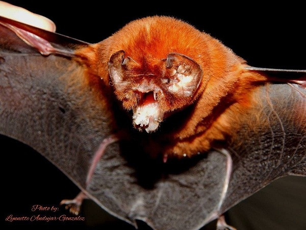 Dơi Mặt Quỷ sống khắp nơi, trải dài từ phía nam nước Mỹ cho đến Peru. Chúng sở hữu một vẻ ngoài vô cùng kỳ quặc: gần như không có mũi, trên mặt có những lớp da cứng kỳ lạ cùng cái trán nhô lên.