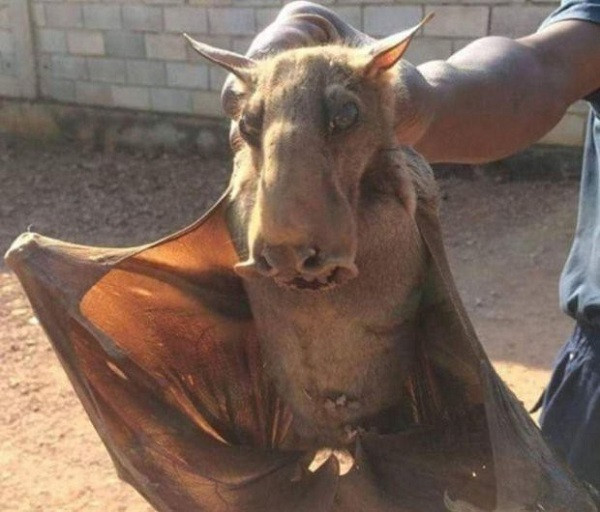 Được tìm thấy ở những cánh rừng mưa châu Phi, những con dơi đầu búa sở hữu cái đầu to với hình dáng rất kỳ lạ như chiếc búa. Loài dơi xấu xí này sở hữu khoang ngực lớn có thể tạo ra những âm thanh lớn nhằm thu hút con cái.